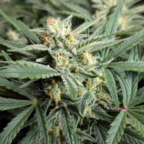 GOAT'lato Auto growlog timeline photo