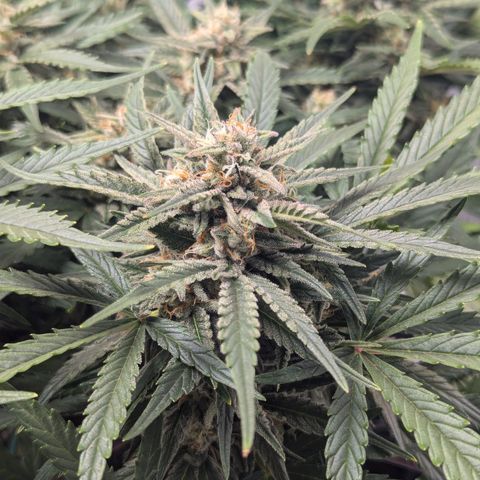 GOAT'lato Auto growlog timeline photo