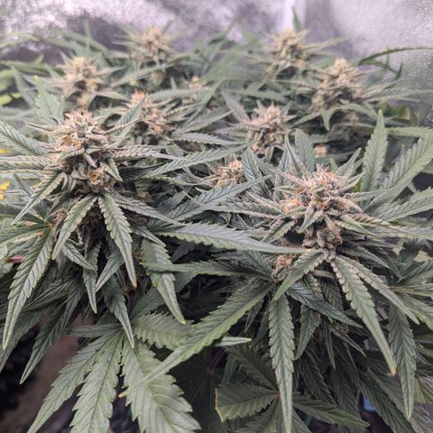 GOAT'lato Auto growlog timeline photo