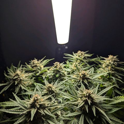 GOAT'lato Auto growlog timeline photo