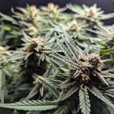 GOAT'lato Auto growlog timeline photo
