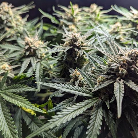 GOAT'lato Auto growlog timeline photo