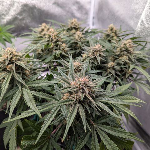 GOAT'lato Auto growlog timeline photo