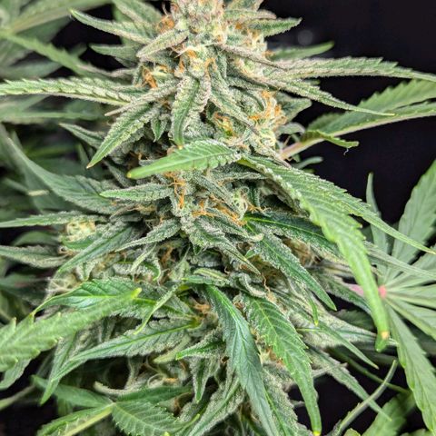 GOAT'lato Auto growlog timeline photo
