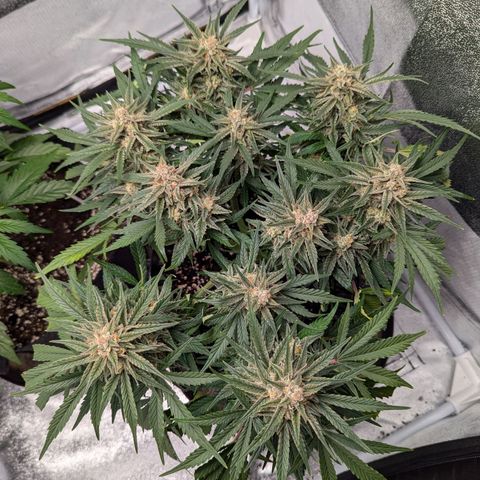 GOAT'lato Auto growlog timeline photo