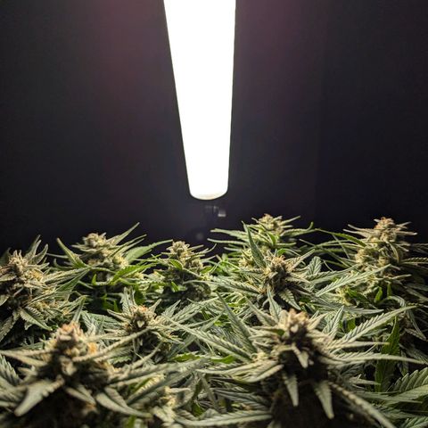 GOAT'lato Auto growlog timeline photo