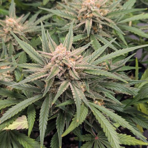 GOAT'lato Auto growlog timeline photo
