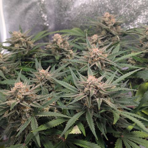 GOAT'lato Auto growlog timeline photo