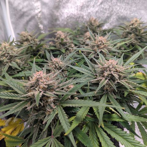 GOAT'lato Auto growlog timeline photo
