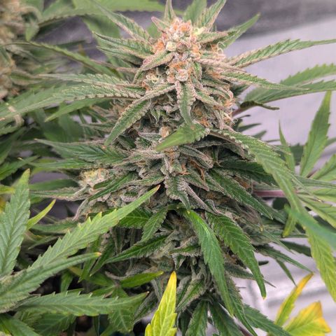 GOAT'lato Auto growlog timeline photo