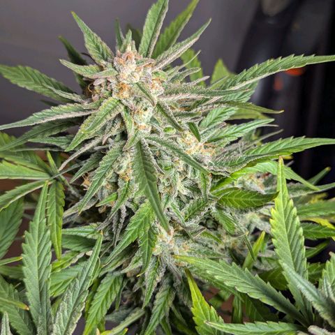 GOAT'lato Auto growlog timeline photo