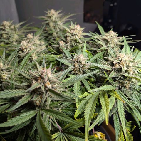 GOAT'lato Auto growlog timeline photo