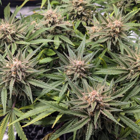 GOAT'lato Auto growlog timeline photo