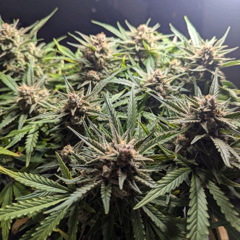 GOAT'lato Auto growlog timeline photo