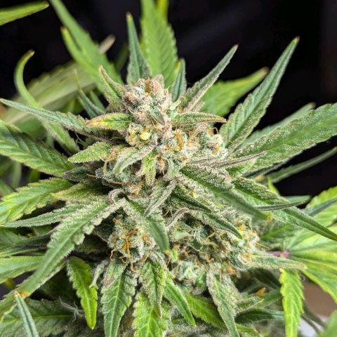 GOAT'lato Auto growlog timeline photo