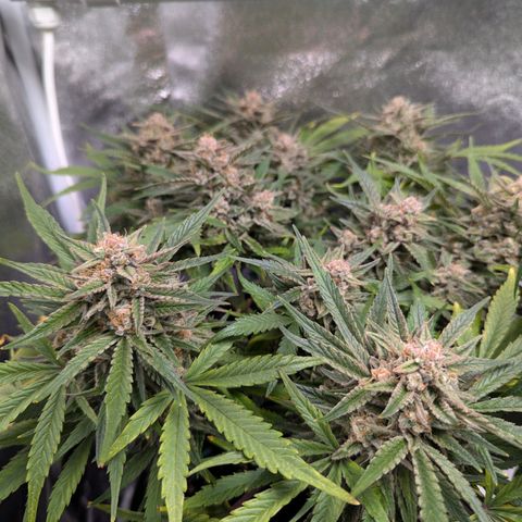 GOAT'lato Auto growlog timeline photo