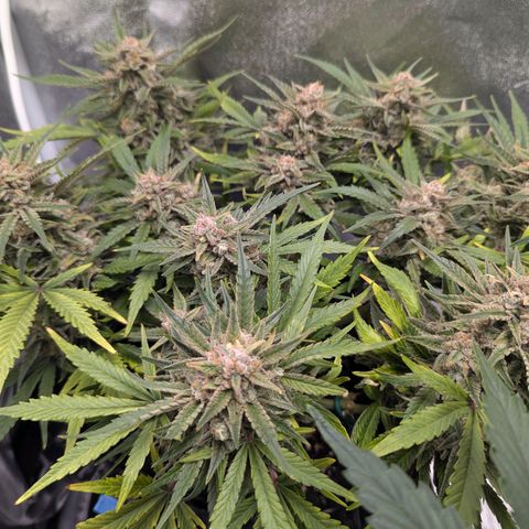 GOAT'lato Auto growlog timeline photo