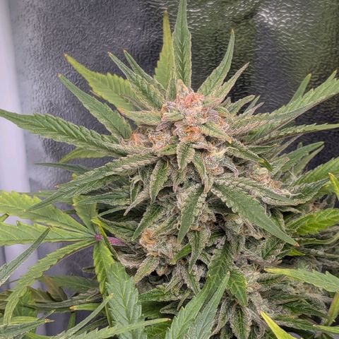 GOAT'lato Auto growlog timeline photo