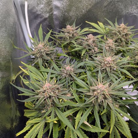 GOAT'lato Auto growlog timeline photo