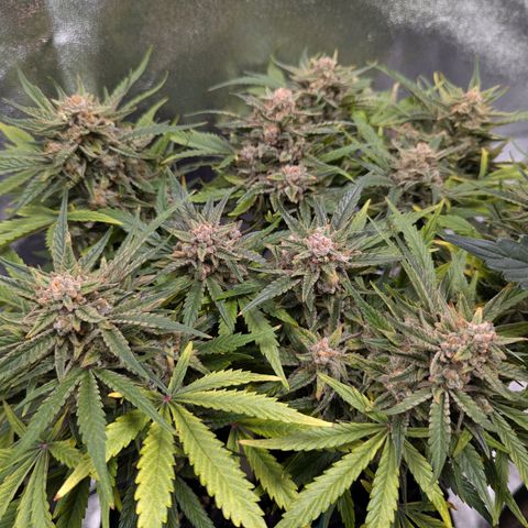 GOAT'lato Auto growlog timeline photo