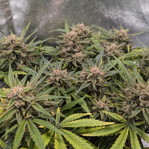 GOAT'lato Auto growlog timeline photo