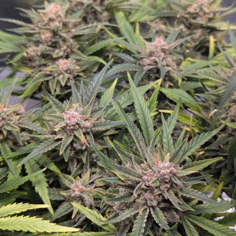 GOAT'lato Auto growlog timeline photo