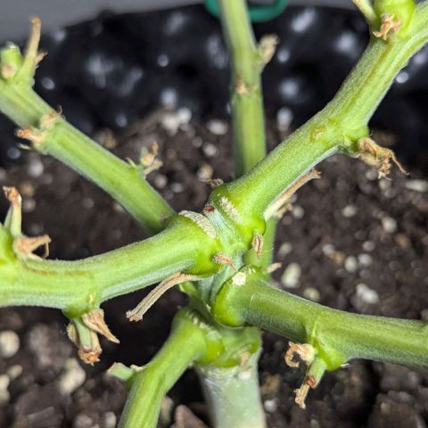 GOAT'lato Auto growlog timeline photo