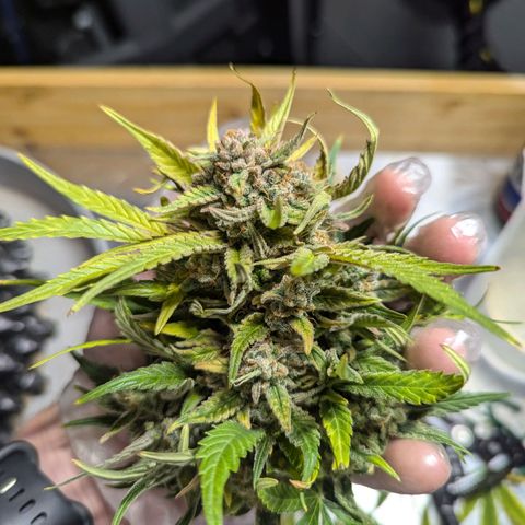 GOAT'lato Auto growlog timeline photo