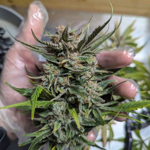 GOAT'lato Auto growlog timeline photo