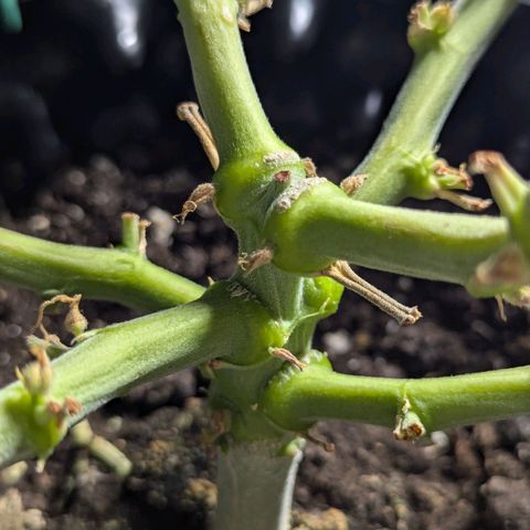 GOAT'lato Auto growlog timeline photo