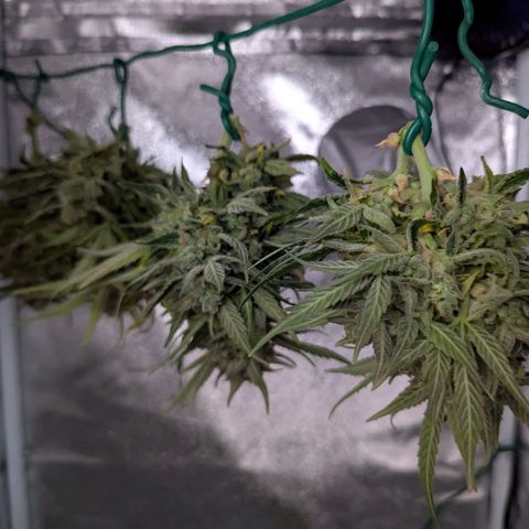GOAT'lato Auto growlog timeline photo