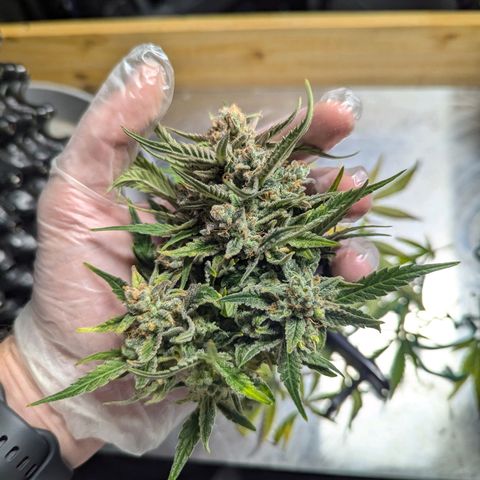 GOAT'lato Auto growlog timeline photo