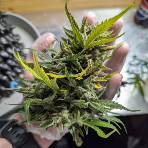 GOAT'lato Auto growlog timeline photo