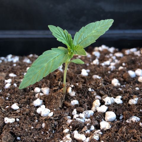 Nefertiti #1 growlog timeline photo