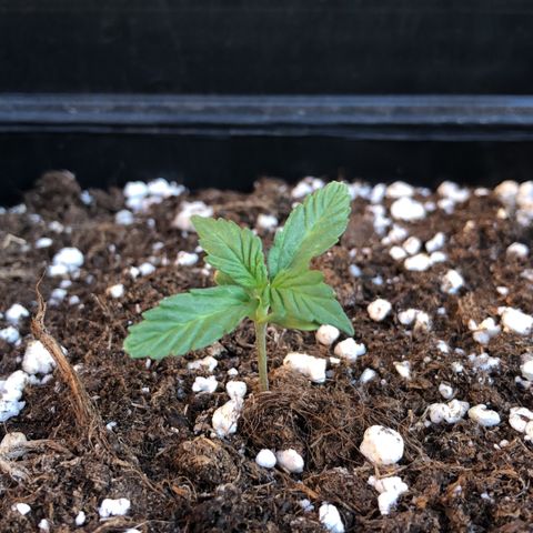 Sin Tra Bajo #1 growlog timeline photo