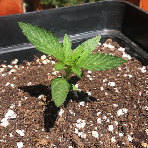 Nefertiti #1 growlog timeline photo