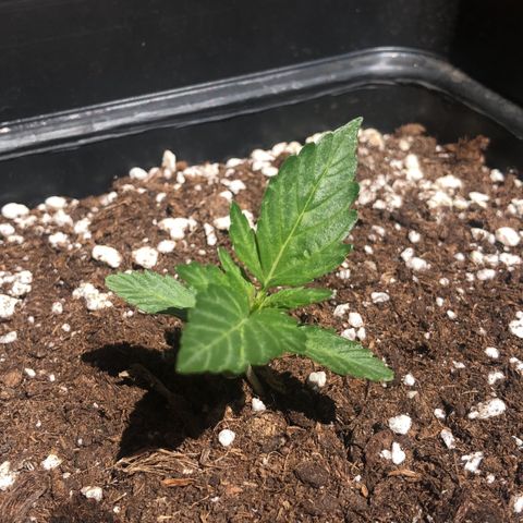 Sin Tra Bajo #1 growlog timeline photo