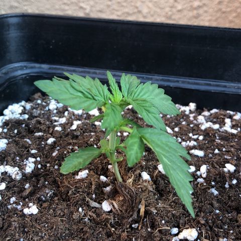 Sin Tra Bajo #1 growlog timeline photo