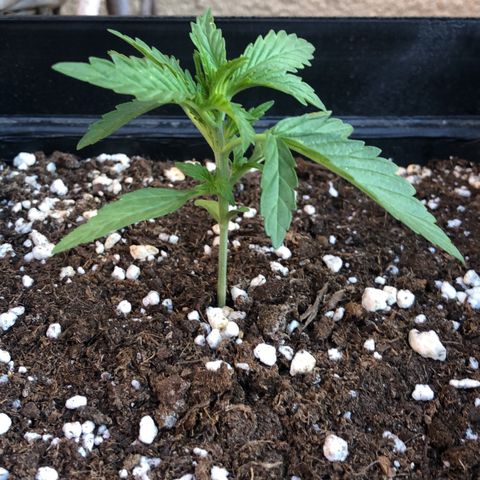 Nefertiti #1 growlog timeline photo