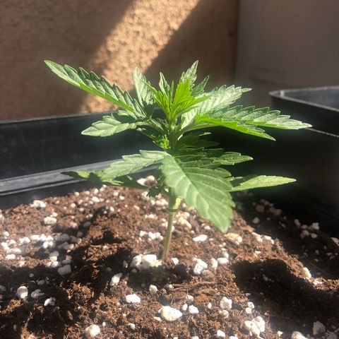 Nefertiti #1 growlog timeline photo