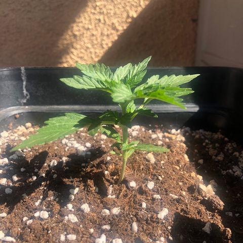 Sin Tra Bajo #1 growlog timeline photo
