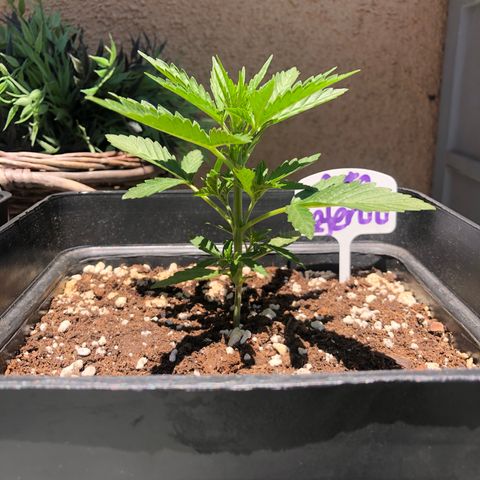 Nefertiti #1 growlog timeline photo
