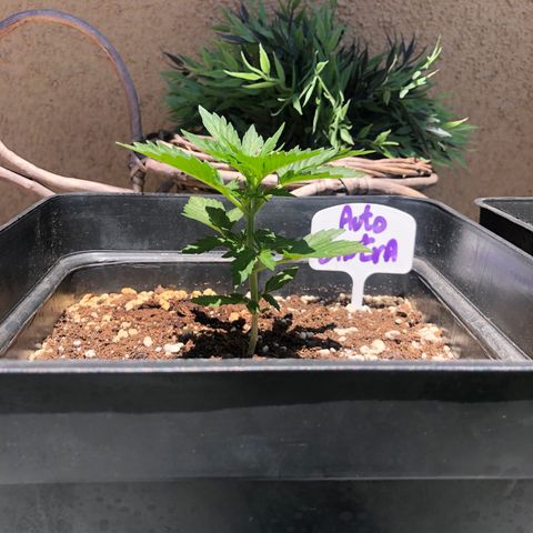 Sin Tra Bajo #1 growlog timeline photo
