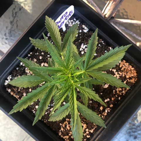 Nefertiti #1 growlog timeline photo
