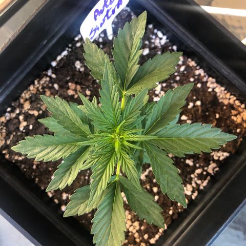 Sin Tra Bajo #1 growlog timeline photo