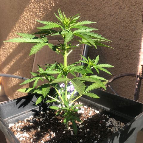 Nefertiti #1 growlog timeline photo