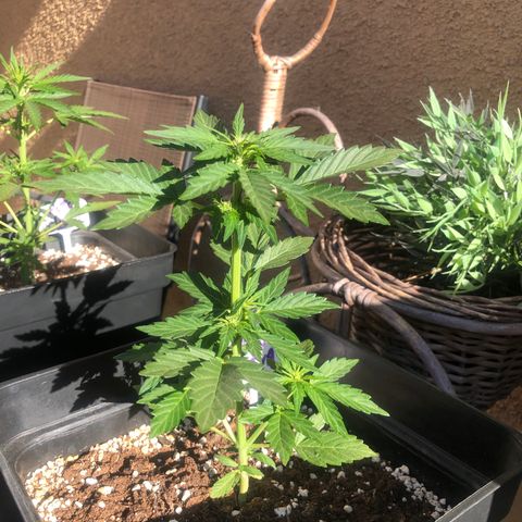 Sin Tra Bajo #1 growlog timeline photo