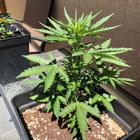 Nefertiti #1 growlog timeline photo