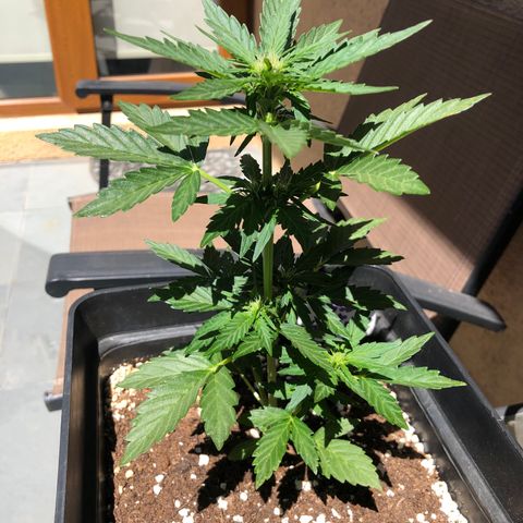 Sin Tra Bajo #1 growlog timeline photo
