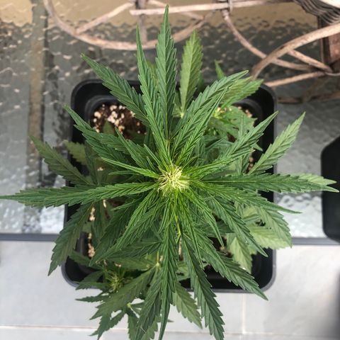 Nefertiti #1 growlog timeline photo